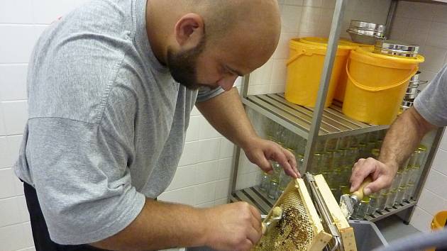 Vězeňská služba ve Stráži pod Ralskem má od loňského roku čtyři úly. O včely se stará celkem 12 vězňů v rámci vzdělávání.