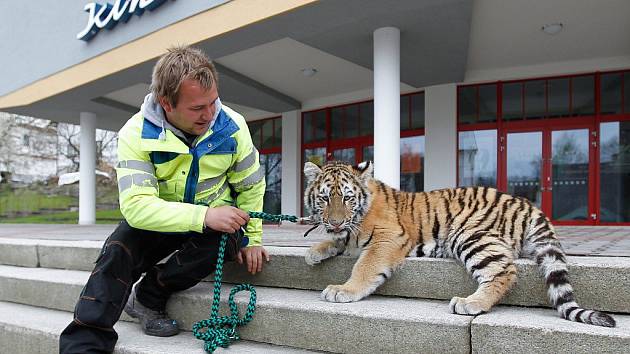 Tygr ze Zooparku Berousek v Doksech, ilustrační foto.