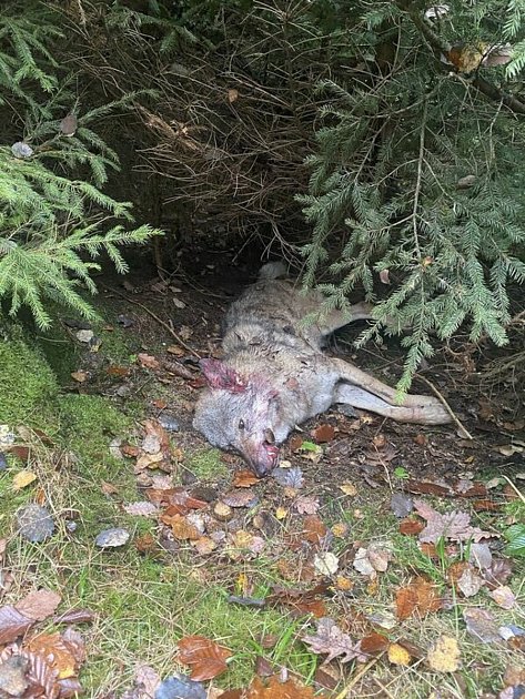 Vlčice, která byla před 14 dny nalezena u silnice na Kokořínsku, má v těle zbytky střely.