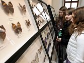 V únoru se dětem představil entomolog – odborník na hmyz. Ilustrační foto.