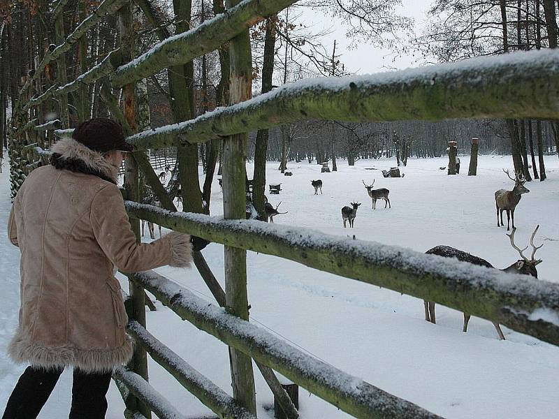 Na tvrdý chléb lákali návštěvníci tradičního krmení zvěře daňky a jeleny ze skalické obory. 