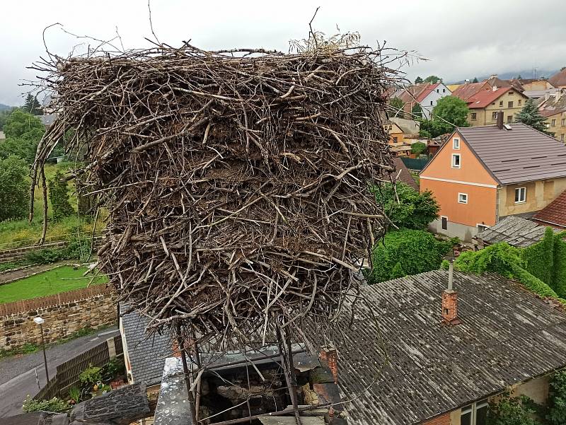 Cvikovská čápata jsou v dobré kondici.