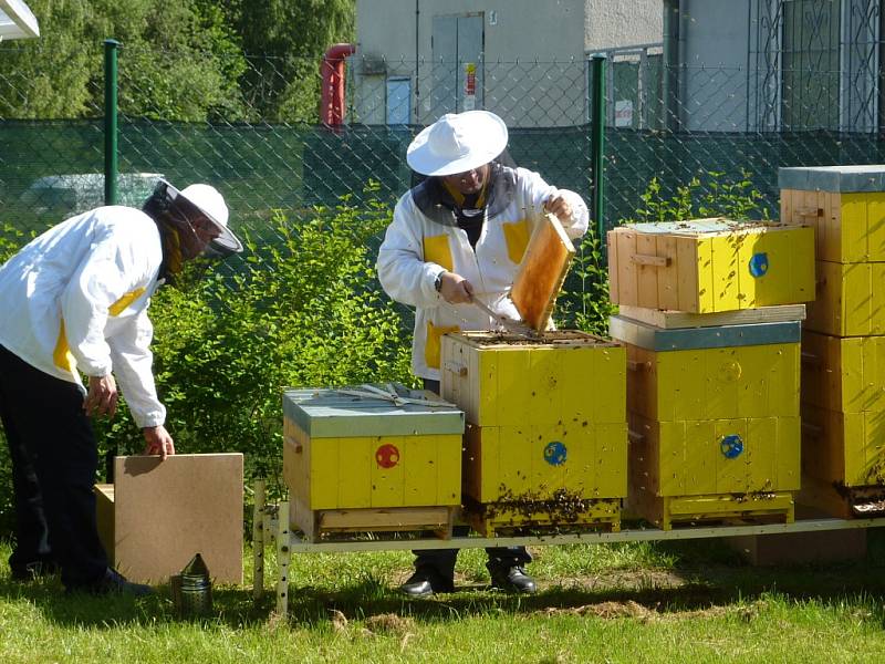Vězeňská služba ve Stráži pod Ralskem má od loňského roku čtyři úly. O včely se stará celkem 12 vězňů v rámci vzdělávání.