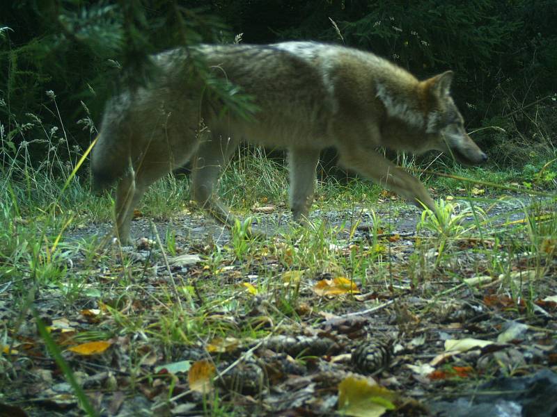 Vlk v Lužických horách, říjen 2021