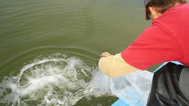 Počátkem října 2015 došlo k dalšímu rozšíření rybí obsádky na Máchově jezeře.