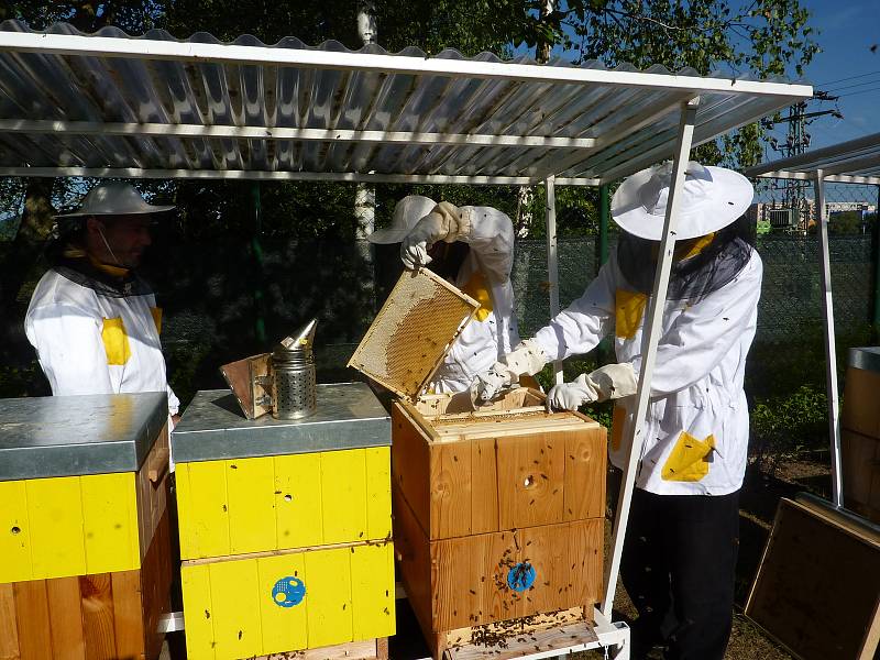 První letošní medobraní mají odsouzení z Věznice Stráž pod Ralskem za sebou. Minulý týden vytočili z devíti včelstev celkem 170 kg medu.