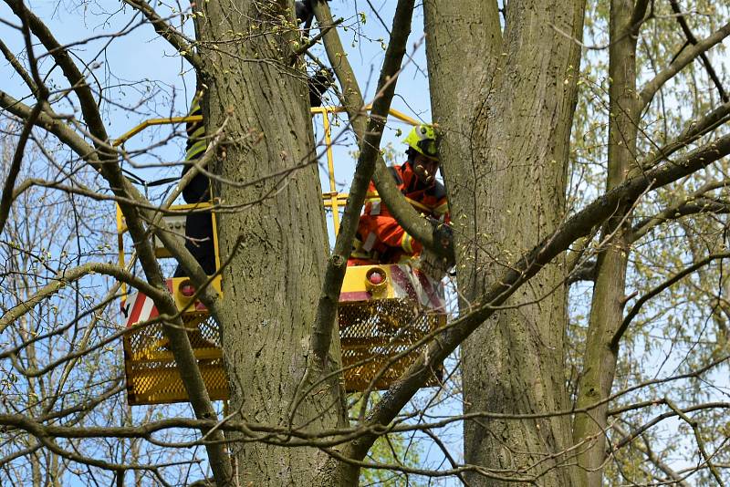 Železniční hasiči z Liberce pokáceli strom ve Skalici. Ohrožoval vlaky.