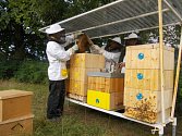 Odsouzení ve Stráži pod Ralskem stáčeli letošní med.