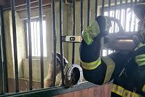 Profesionální hasiči ze stanice Doksy byli povoláni do obce Luka na Českolipsku, kde se koni ve stáji zaseklo kopyto mezi mříže.