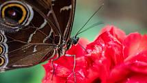 V Motýlím domě v německém Jonsdorfu najdete nejen motýly, ale i další exotická zvířata.