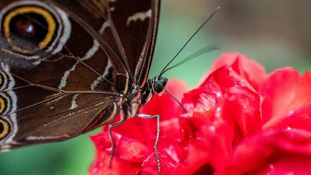 V Motýlím domě v německém Jonsdorfu najdete nejen motýly, ale i další exotická zvířata.