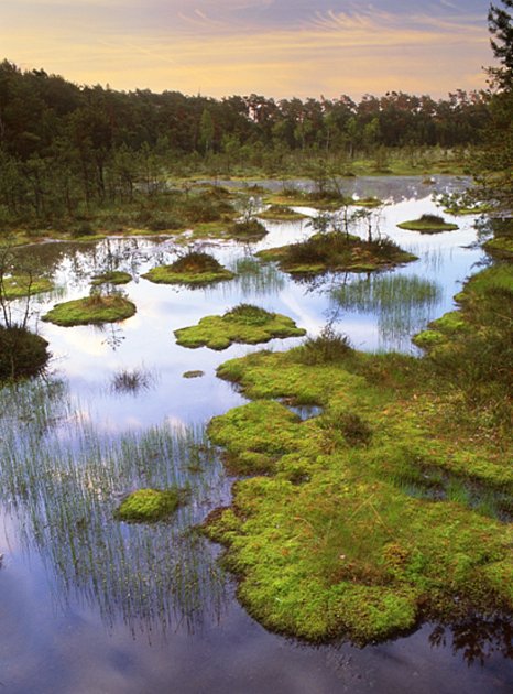 Milovníci a přírody mohou během léta vyrazit na procházku s průvodcem po naučné stezce Swamp a dalších zajímavých přírodních lokalitách Máchova kraje.