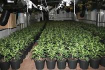 Pěstírnu se skoro 2800 rostlinami konopí objevili policisté v areálu bývalých jatek v polovině prosince 2013.