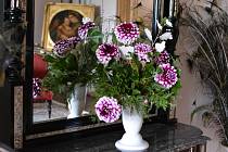 S nevšední výstavou květin, které zbožňoval i v Zákupech pěstoval císař Ferdinand Dobrotivý, opět spojili organizátoři symbolické pokřtění jedné z nových odrůd.