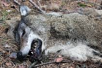 Houbař našel mrtvého vlka 6. října u Brenné.