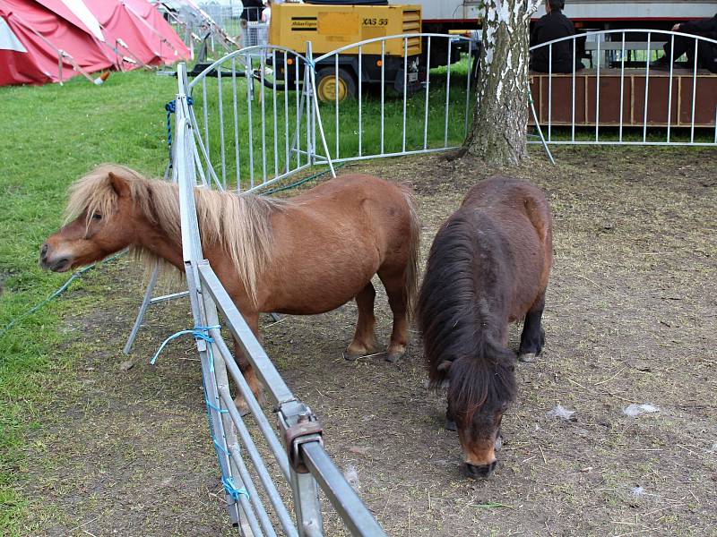 Cirkus Berousek představil v České Lípě show Sultán.