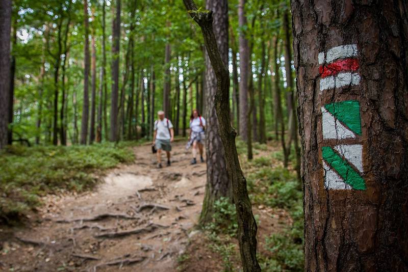 Členové klubu českých turistů provádí značení turistické trasy ve Sloupu v Čechách na Českolipsku. Snímek je z 5. července.