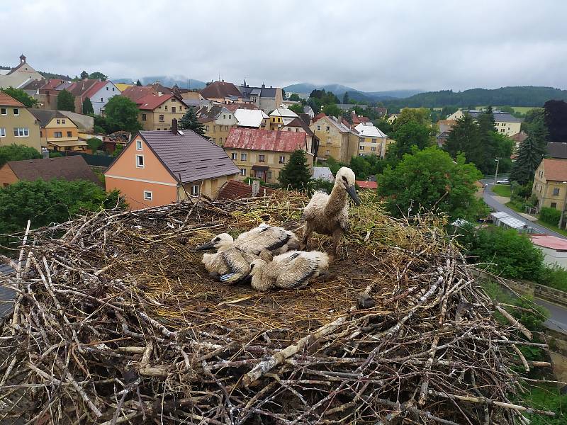 Cvikovská čápata jsou v dobré kondici.