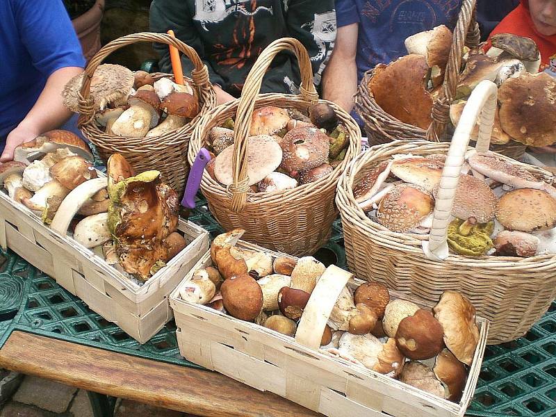 Tuto nadílku převážně hřibů a masáků jsme nasbírali za necelé dvě hodiny na Chotovickém vrchu.