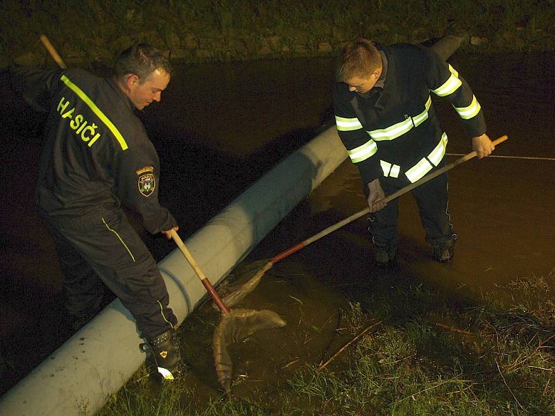 Pomocí podběráků a nafukovací norné stěny zachytávali kravařští hasiči olej v Bobřím potoce.