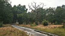 Strážov - staré duby lemují cesty v osadě.