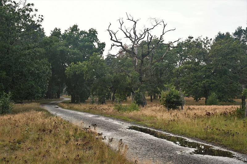 Strážov - staré duby lemují cesty v osadě.