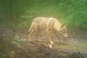 Vlk v Lužických horách, červenec 2021.