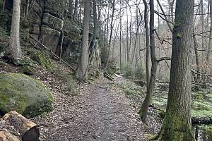 Bledule jarní jdou v národní přírodní památce Peklo opět do květu. Sněženky a krokusy už plně kvetou.