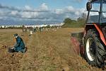 Žáci z oboru zemědělec-farmář českolipského středního odborného učiliště sklízí úrodu brambor na poli, které škola obhospodařuje ve Staré Lípě