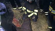 Dvě jednotky hasičů a traktor vysvobozovaly vyčerpaného a vyděšeného koně, který uvízl v rozbahněném poli v Zákupech.