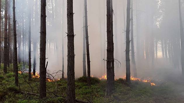 Do Okřešic u České Lípy spěchali hasiči. Zaměstnal je požár lesa.