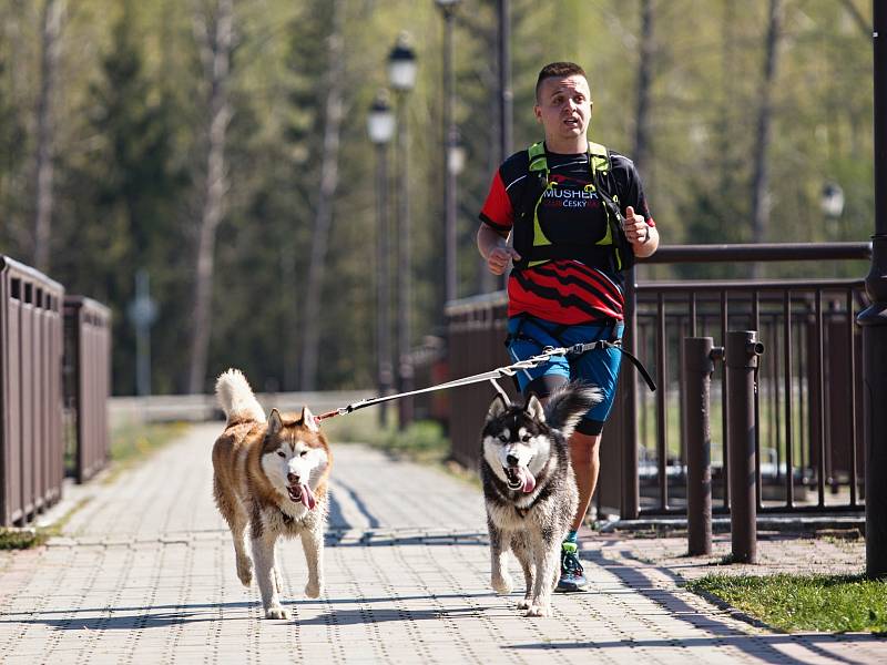 Ve Stráži pod Ralskem se konal orientační pochod se psy - Strážský dogtrek. Na trasu dlouhou 12 km se přihlásilo na dvě stovky účastníků.