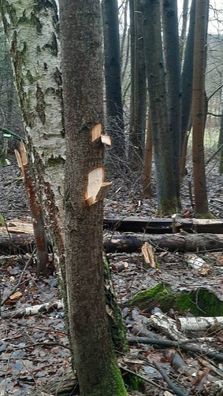 Neznámý vandal poničil stromy podél cyklostezek Varhany a Písečná v České Lípě.