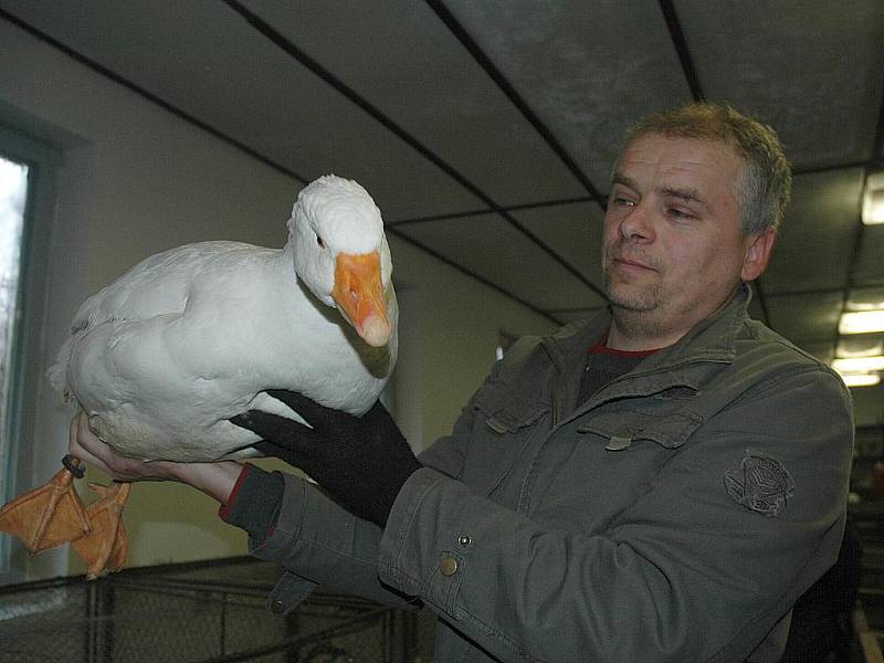 Drobné zvířectvo všeho druhu bylo k vidění na oblastní výstavě, kterou v sobotu uspořádali českolipští chovatelé. 