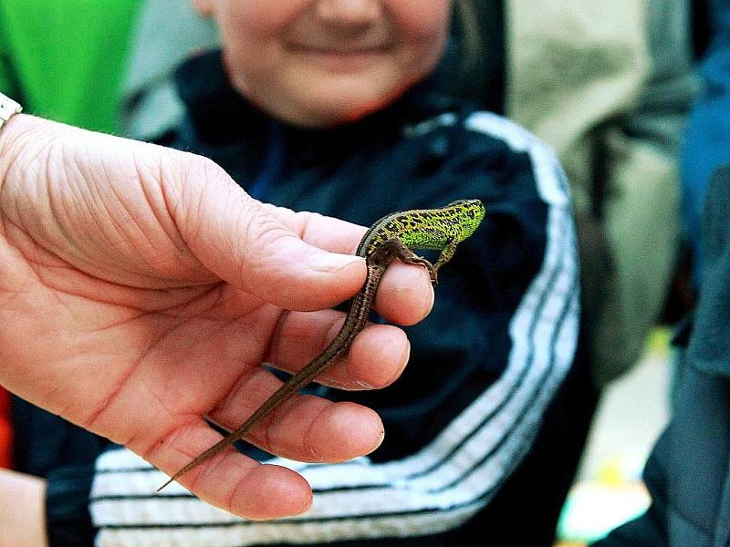 Žabí noc se stává již tradiční akcí pořádanou ekoporadnou ORSEJ při Vlastivědném muzeu a galerii v České Lípě.