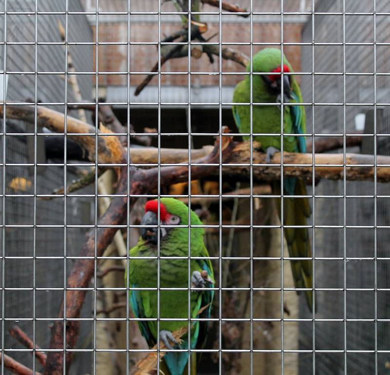 Zoo je mimořádně otevřena dvanáctého až třináctého prosince od třinácti do sedmnácti hodin.