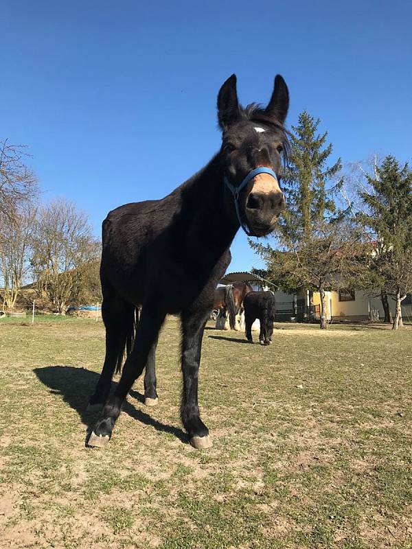 Vyškovská zoo je uzavřená návštěvníkům už více jak měsíc. Život zvířat, tam však plyne dál i bez nich.