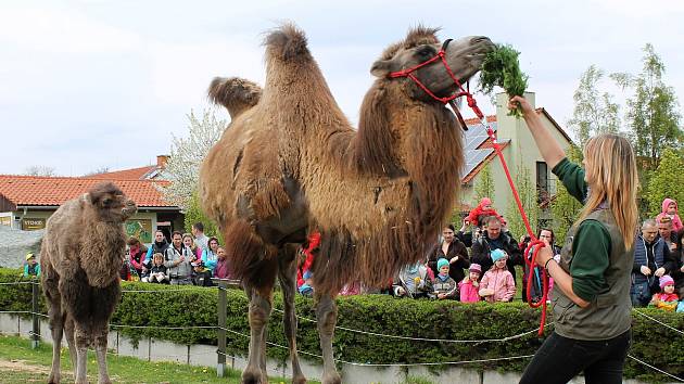 Velbloudi ve vyškovském zooparku. Ilustrační foto.