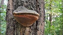 Září bylo na houby poměrně bohaté a příjemné počasí lákalo houbaře do lesů. Na snímku je ohňovec.