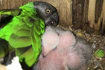 Řadou úspěšných odchovů papoušků se už letos chlubí v bošovické zoo. Foto: Papouščí zoologická zahrada