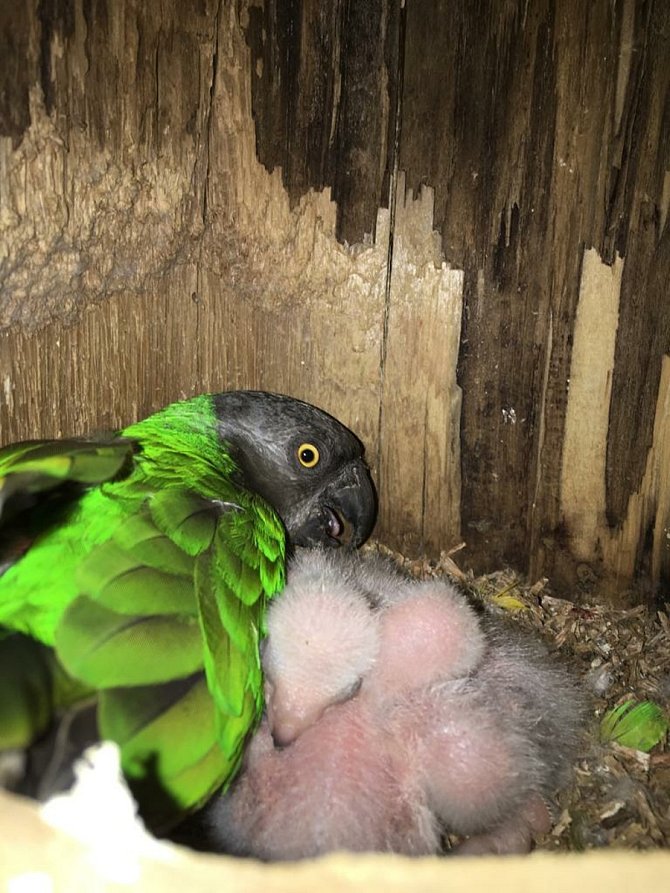 Řadou úspěšných odchovů papoušků se už letos chlubí v bošovické zoo. Foto: Papouščí zoologická zahrada