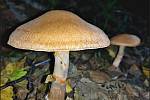 Září bylo na houby poměrně bohaté a příjemné počasí lákalo houbaře do lesů. Na snímku je pavučinec náramkový.