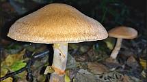 Září bylo na houby poměrně bohaté a příjemné počasí lákalo houbaře do lesů. Na snímku je pavučinec náramkový.