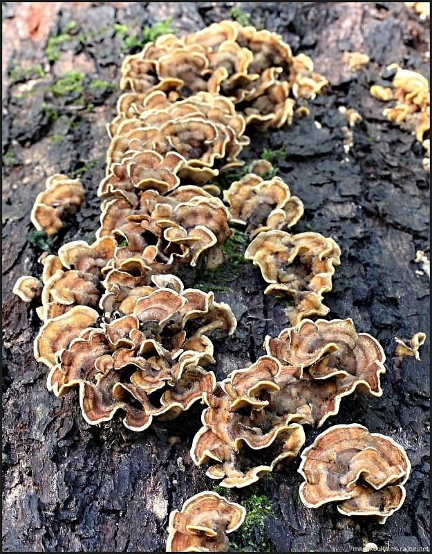 Září bylo na houby poměrně bohaté a příjemné počasí lákalo houbaře do lesů. Na snímku je pevník chlupatý.