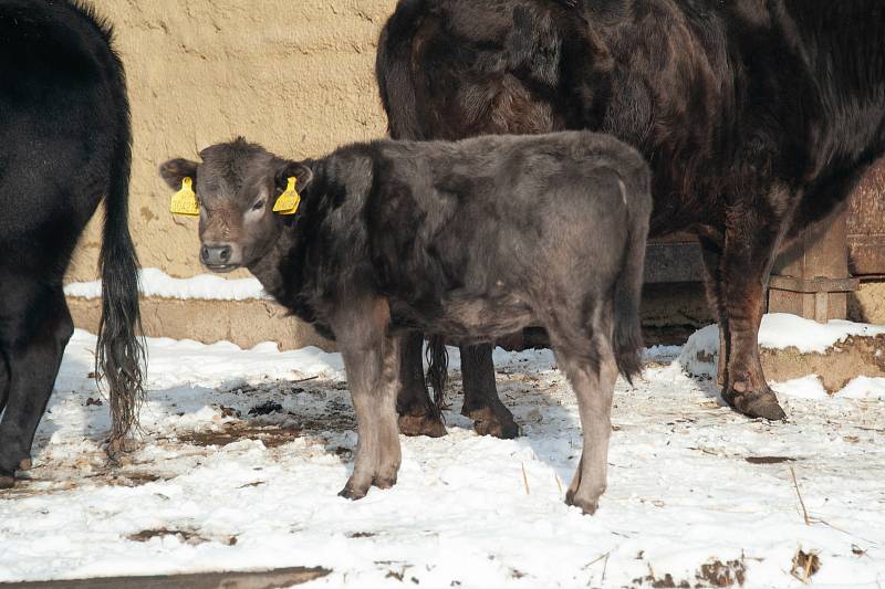 Zvířatům ve vyškovském ZooParku chybí návštěvníci.