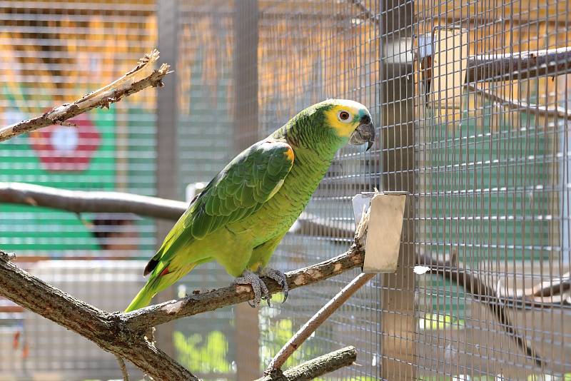 V papouščí zoologické zahradě v Bošovicích na Vyškovsku mají kolem padesáti amazoňanů.