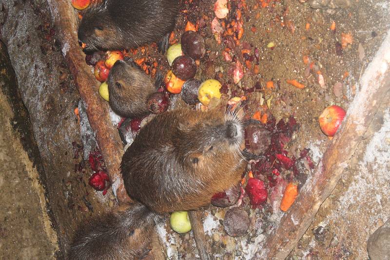 Rodiny s dětmi putovaly ve vyškovské zoo po čertovské stezce.