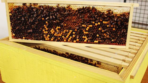 Výstava v Muzeu Vyškovska přibližuje historii včelařství, život včel a seznamuje i s vyškovským včelařským spolkem.
