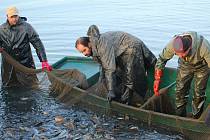 Výlovy každoročně chystají rybáři i na rybníku Jandovka.