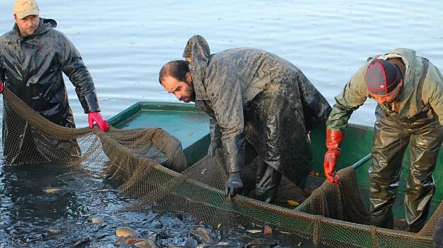 Výlovy každoročně chystají rybáři i na rybníku Jandovka.